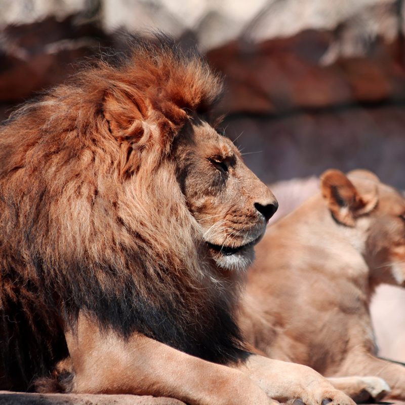 Epic Lion